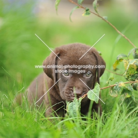 7 week old labrador puppy in garden