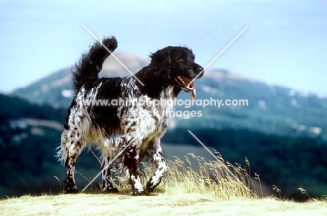 large munsterlander walking on malvern hills