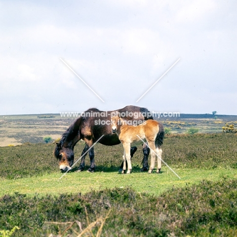 Exmoor mare with her foal on Exmoor