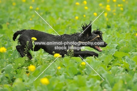 working Cocker Spaniel running in field