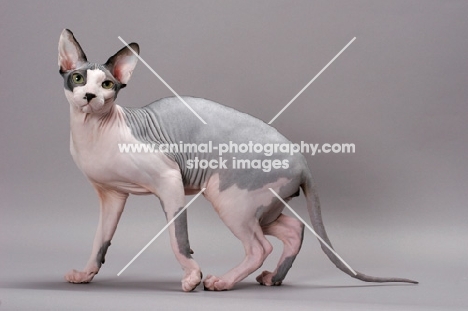 Spynx cat standing on grey background