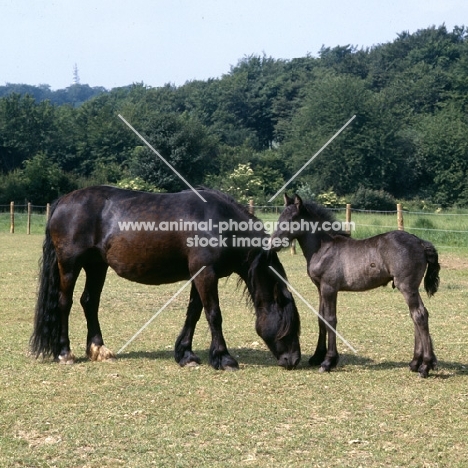 Fell Pony mare and foal