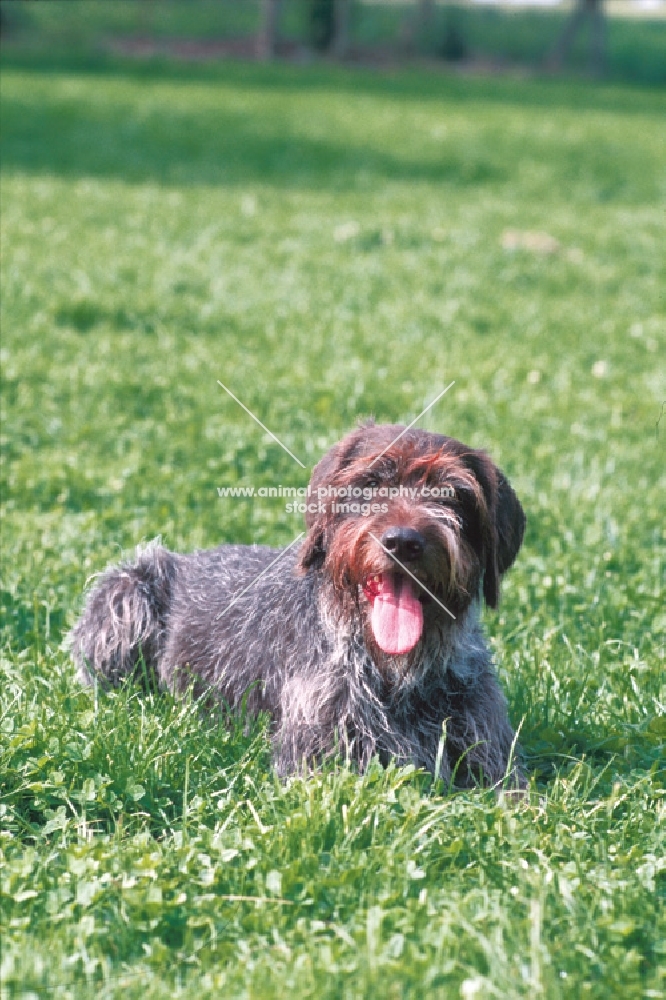 Cesky Fousek lying in grass