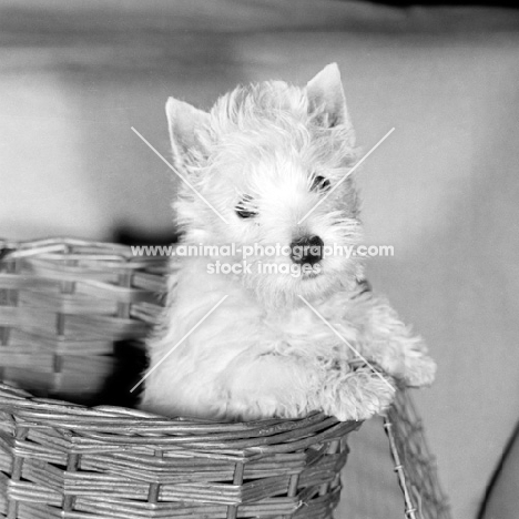 west highland white terrier in a carrying basket