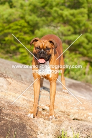 Boxer on rocks