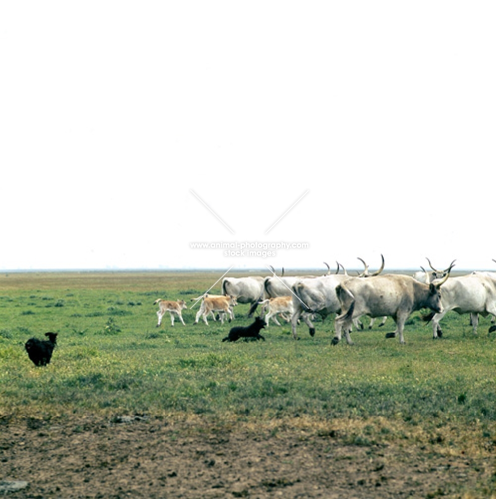 pumi and puli working hungarian grey cows and calves on farm in hungary