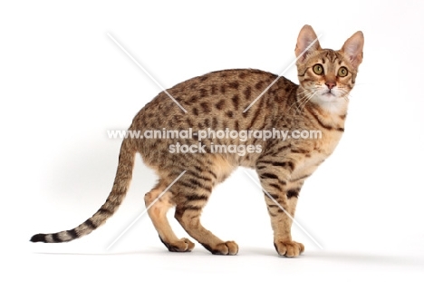 female Savannah cat on white background