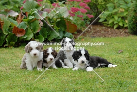 four Bearded Collie puppies