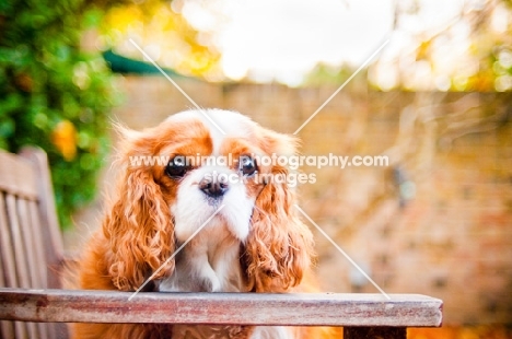 Cavalier King Charles Spaniel on bench