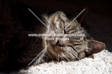 tabby cat asleep