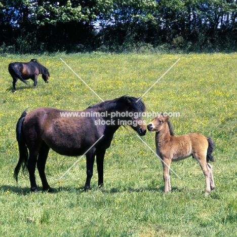 Dartmoor mare talking to her foal full body  