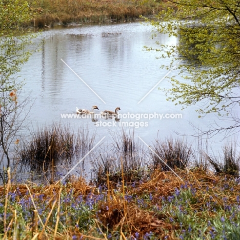 chinese geese swimming on a river