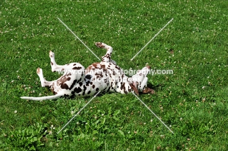 brown spotted Dalmatian rolling in field