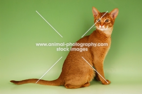 sorrel abyssinian sitting on green background