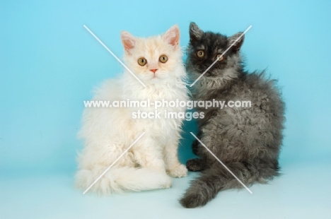 two selkirk rex kittens