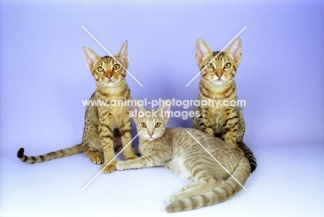 two chocolate and one lilac ocicat kittens