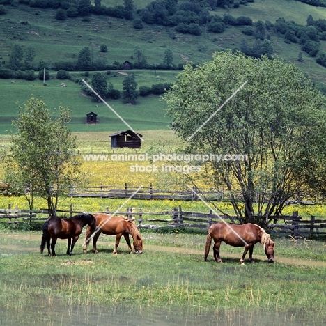 noric horses in an austrian valley 