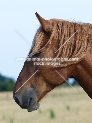 Suffolk Punch portrait, profile