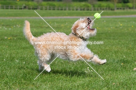 dog trying to catch a ball