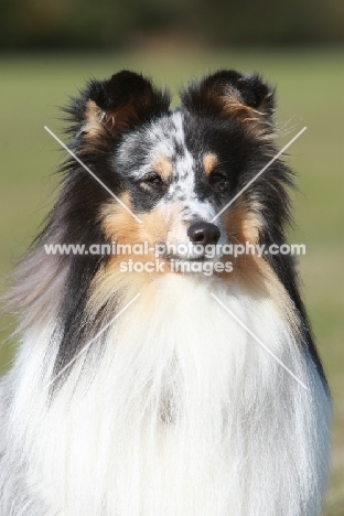 Shetland Sheepdog portrait