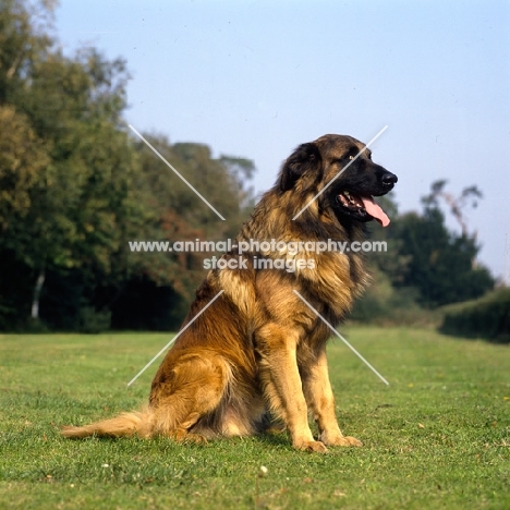 top estrela mountain dog sitting on grass, uk breed record holder
