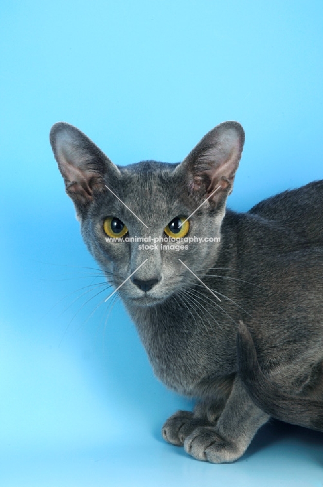 blue oriental shorthair cat