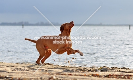 Hungarian Vizsla