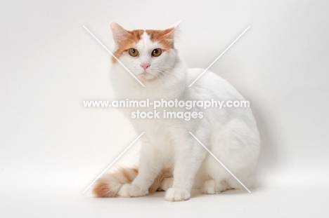 Turkish Van cat sitting, Red Classic Tabby & White colour