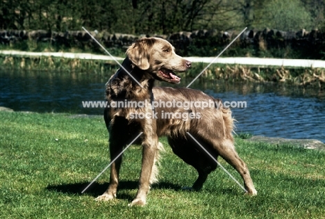 longhaired weimaraner standing on grass near riverside