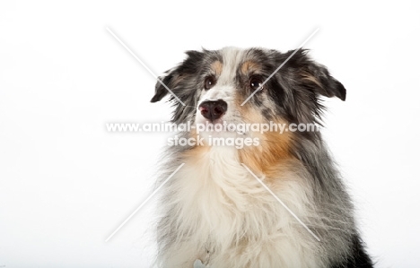 Australian Shepherd portrait