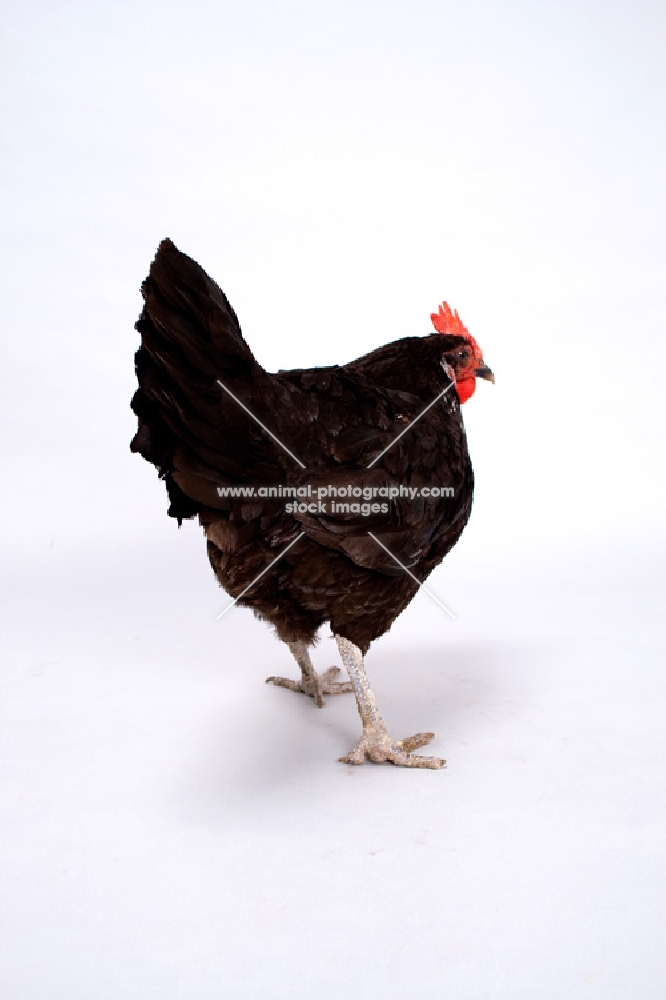 Black Australorp hen walking away in studio