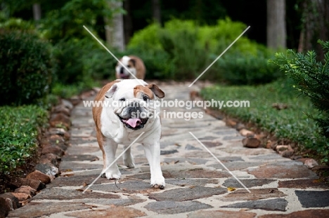 english bulldog walking toward camera
