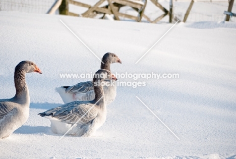 three Steinbacher geese on snow