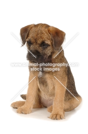 cute Border Terrier puppy, sitting down