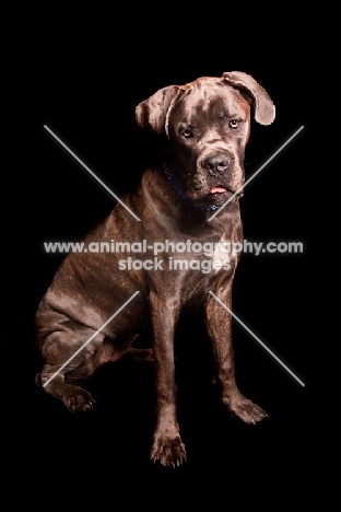 Cane Corso sitting on black background