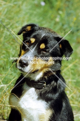 Berger des Alpes, also known as berger des savoie, herding dog of the French Alps