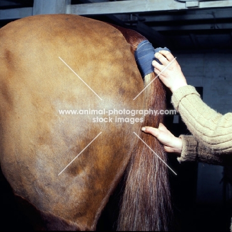 putting tail bandage on horse