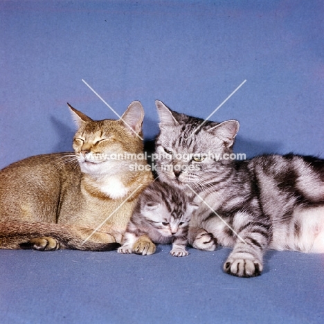 silver tabby with  kitten and abyssinian cats 