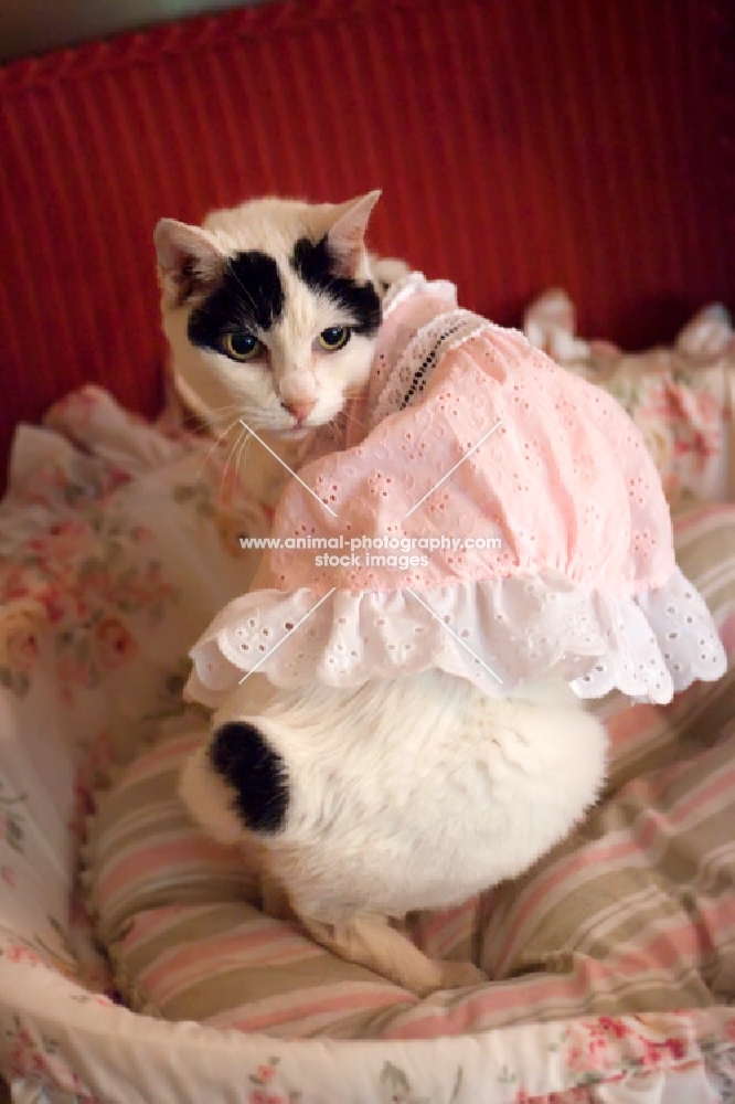 Japanese Bobtail cat in pink dress looking back
