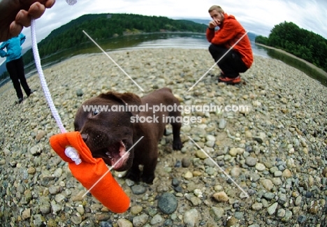 Chocolate Labrador Retriever puppy Playing with a toy.