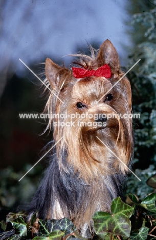 portrait of a yorkshire terrier among ivy leaves in germany