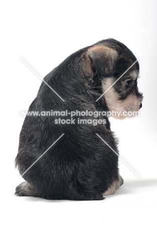 Miniature Schnauzer puppy, back view