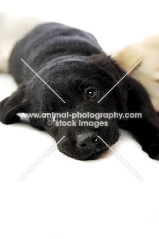 Black Labrador Puppy lying with Golden Labrador puppies, isolated on a white background