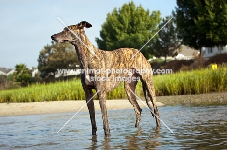 brindle Greyhound standing in water