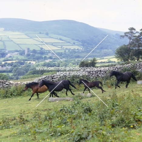 group of Dartmoor mares and foals running on Dartmoor