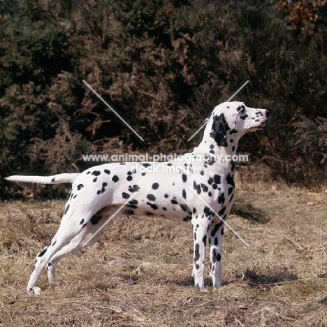 duxfordham white hope, dalmatian standing on grass