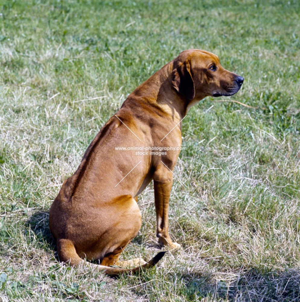 champion ridgeback sitting in a grass field showing ridge