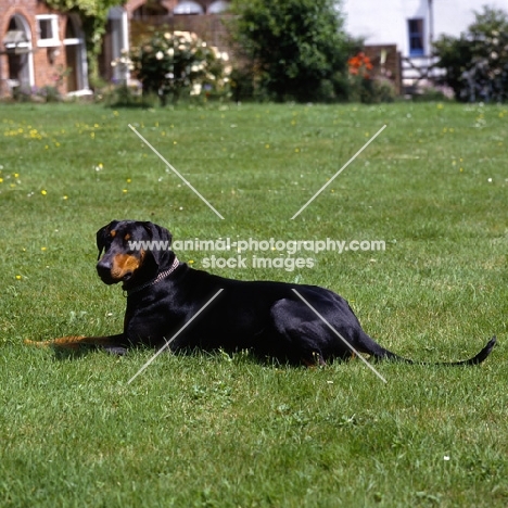 undocked dobermann lying on grass