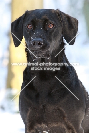 black Labrador retriever in winter