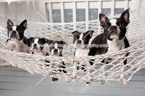 boston terriers in a hammock